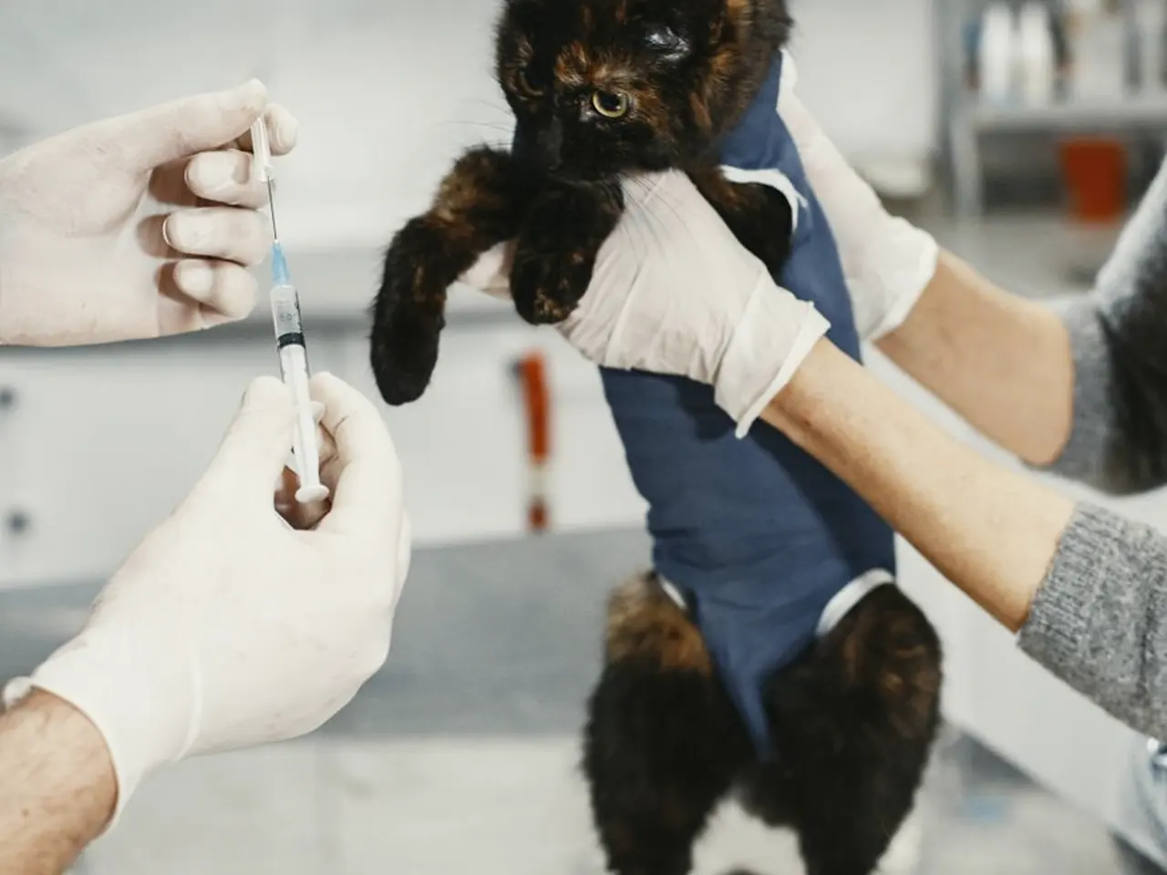 Gato sendo vacinado por veterinário durante consulta de rotina